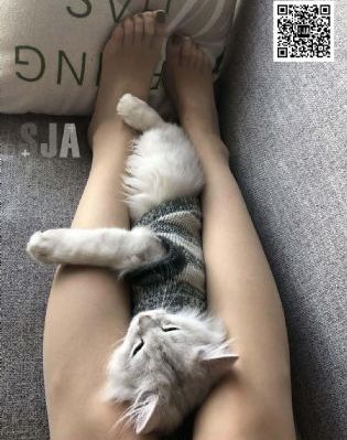 茯苓的功效与作用